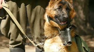 Nose for Danger uncovering the secrets of Terrorism: Explosive Detection Dogs
