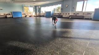 Meet Johnny A Terrier, American Pit Bull Currently Available For Adoption 12142025 94934 Am