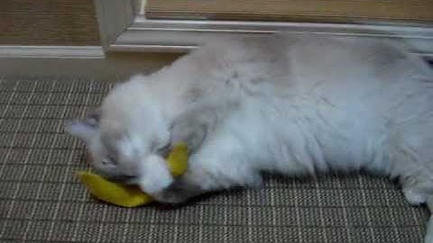 Ragdoll Cat Plays With The Yeowww! Catnip Banana ねこ - ラグドール - Floppycats