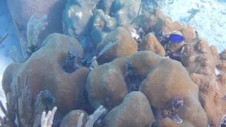 Shannons dive trip Cuba 2016