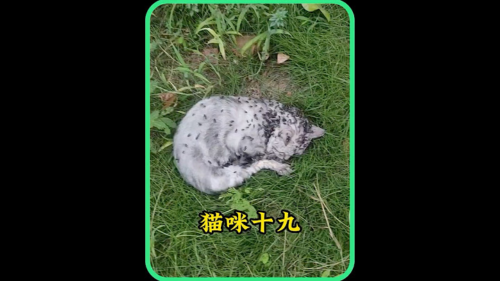 一只猫咪生病被人遗弃，女孩发现后没有放弃它，将它带回家治疗 #animals #猫咪  #pets #cats