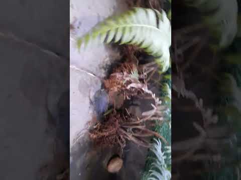 Video Dương xỉ trang trí phòng làm viêc - youtube