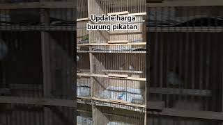 burung Pikatan #burung #ternakburung #burungkicau