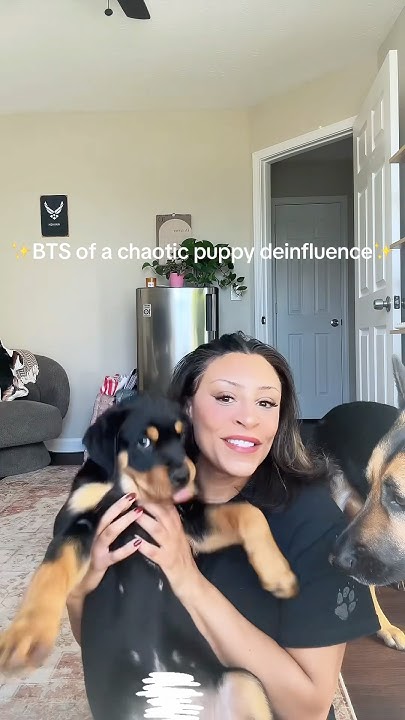 1: Behind the scenes. Chaos. #dogs #puppy #deinfluencing #dogs #dogmom - Dog Days Season 1 Episode 1 English