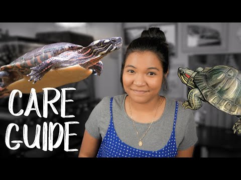 Video: Red-Eared Slider Turtle Care: bako nustatymas, maitinimas ir priežiūra