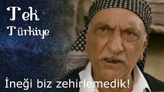 Berfini Almak İçin İneği Zehirlemişler!! | Tek Türkiye Resimi