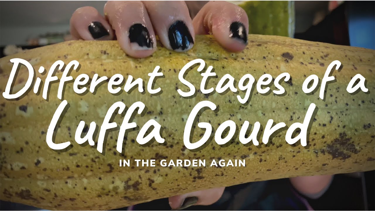 Different Stages of a Luffa | In The Garden Again | Zone 8