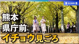 200mの道が黄色に染まる　深まる秋、熊本県庁前でイチョウ見ごろ