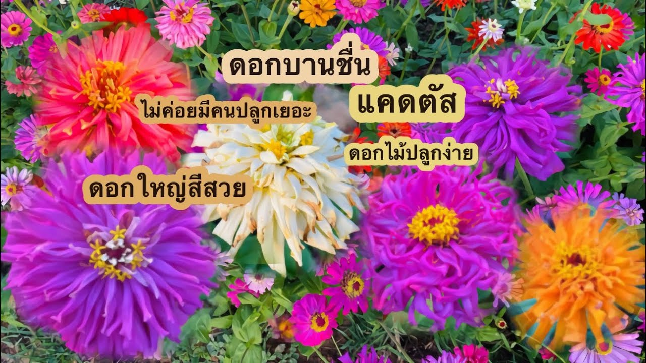 ดอกบานชื่นแคดตัส ดูแลง่ายปลูกง่าย อยากปลูกประดับหน้าบ้านสวยไม่ต้องดูแลเยอะต้องบานชื่น