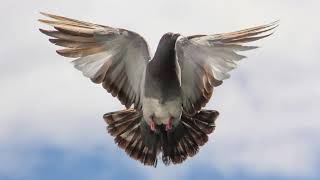 Pigeon Sounds in Nature | Real Cooing & Bird Calls for Calm & Relaxation screenshot 4