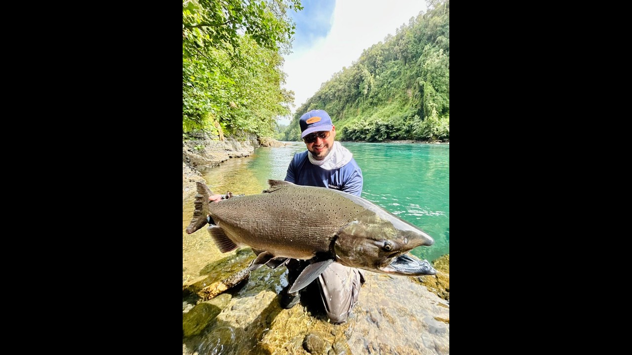 ¡Salmón Chinook Gigante del Rio Bueno!
