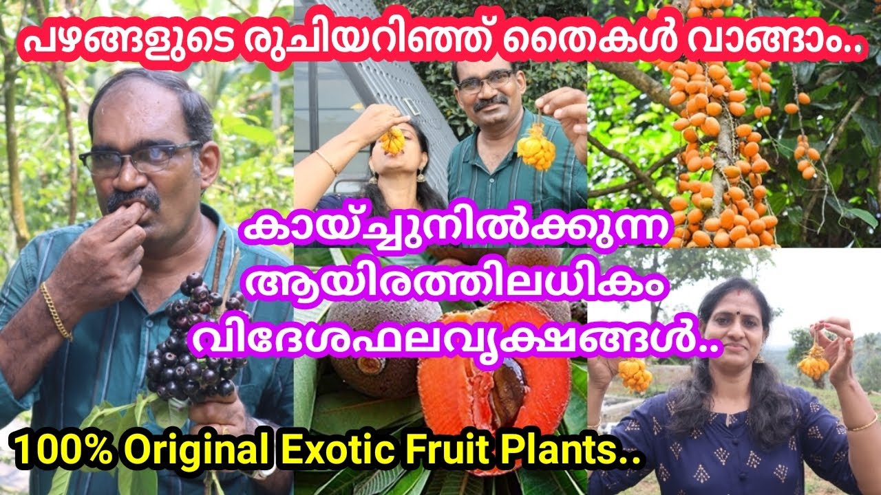 ഇതാണ് ശരിക്കും പഴങ്ങളുടെ പറുദീസ🥰 കണ്ടും,കേട്ടും, രുചിച്ചും ഇനി വിദേശ പഴച്ചെടികൾ  വാങ്ങാം.#Fruit Farm