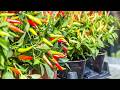 A Quick Chili Propagation Trick — Roots Grow Like Mushrooms