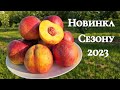 Нектарин Світ Леді.Врожайність та товарність на висоті.