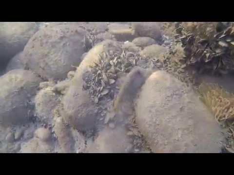 Leptokaria Underwater