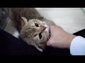 Here’s a cat that goes into cuddle mode when its owner pets it…