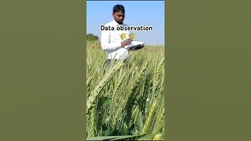 Observational data in wheat🌾 #wheat #agriculture #research #shorts