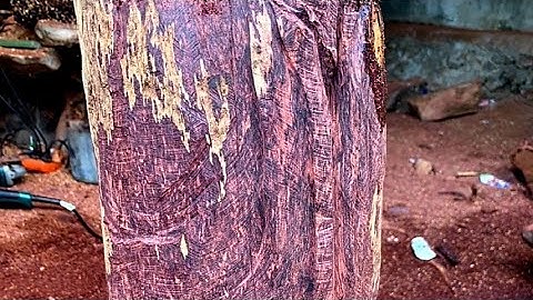 Di Lặc Chúc Phúc Gỗ Cẩm Lông Chuột Siêu To Khổng Lồ..Đang trong quá trình phá phôi.Phần 1