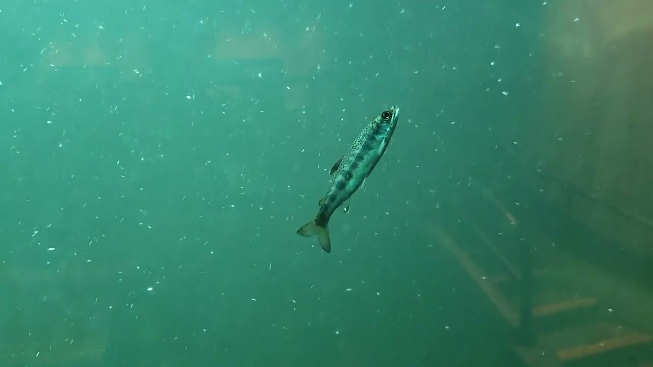 Fish at the ladder - Ballard Locks Seattle