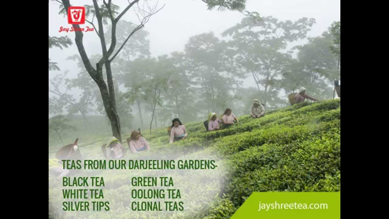 Jayshree Tea & Industries Ltd YouTube