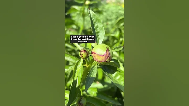 Learn about #Peony and ants. #Gardening - DayDayNews