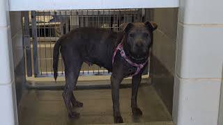 Acs A811448