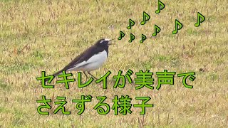 セキレイが美声で さえずる様子 セキレイ 検索動画38 セキレイが美声で さえずる様子 セキレイ 検索動画 38