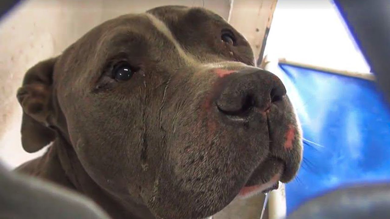 Heartbroken Dog Realizes That His Family Left Him At The Shelter YouTube