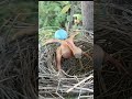 Cuckoo throwing baby egg trending viral shortsbaby shorts