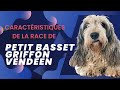 Caractristiques de la race de petit basset griffon venden 