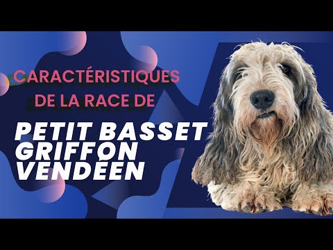 Vidéo: Grand Basset Griffon Vendéen Race De Chien Hypoallergénique, Santé Et Durée De Vie