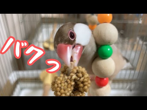 ブランコを使いワイルドな食べ方をする文鳥こむぎ　癒し動物　面白い動物　Java sparrow