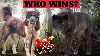 Unleash the Ultimate Protector: The one and only dog breed that can defeat a timber wolf