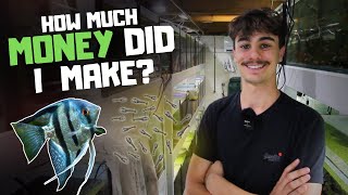 How Much Money I Made Breeding Angelfish!