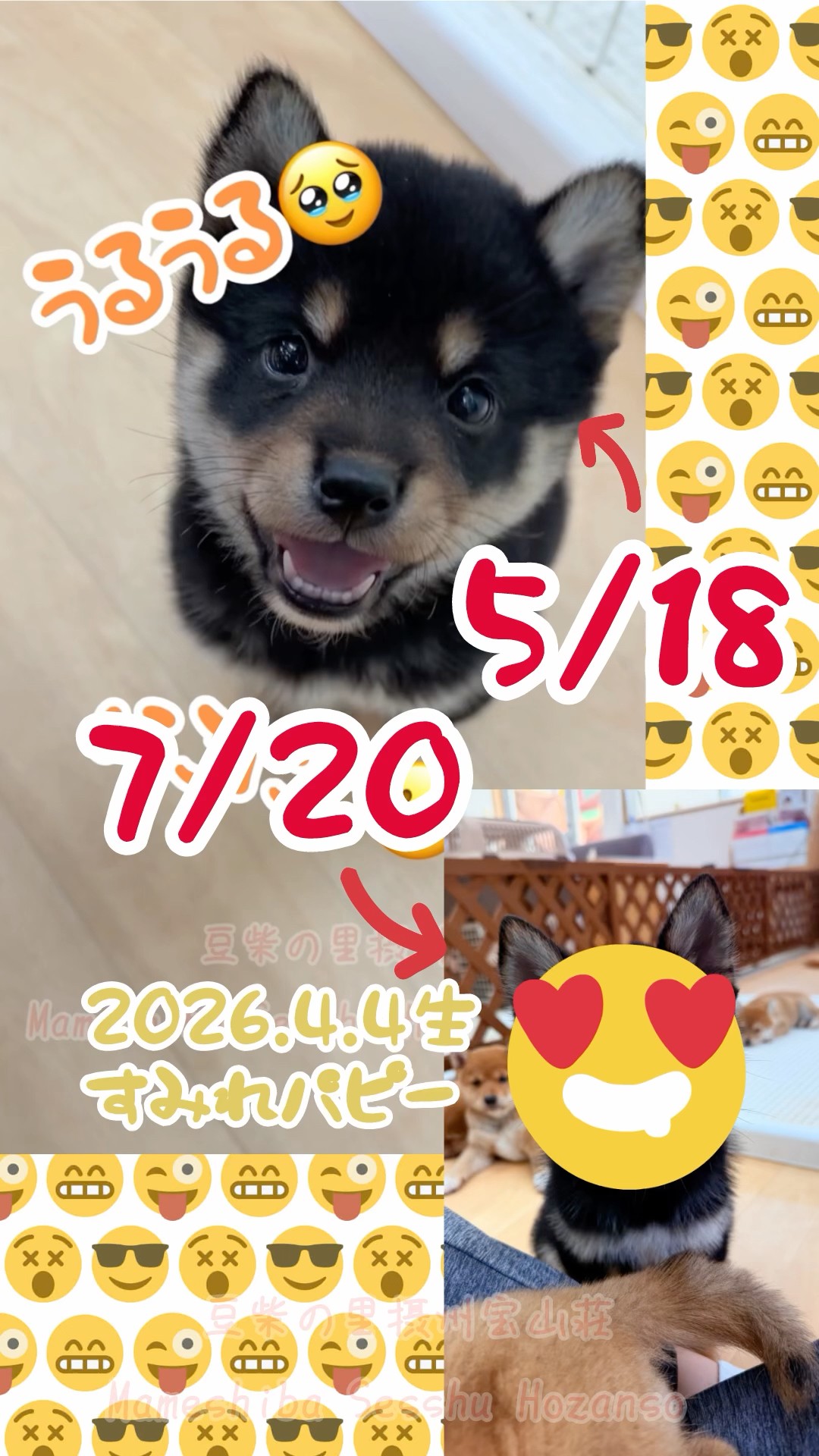 before after】4/4生まれ子犬の2ヶ月の成長ぶり#豆柴 #mameshiba #柴犬