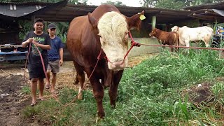 COW BANKING!? FOR THE SAKE OF A JUMBO QURBAN COW, GAPLO & BOY ARE WILLING TO EXCHANGE IT