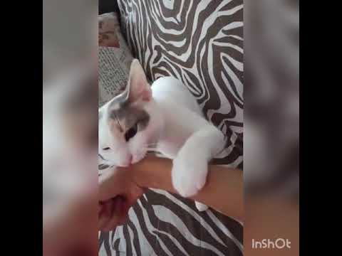 Kafa Sallayan Kedi Mp4 3gp Flv Mp3 Video Indir Kafa Sallayan Kedi Mp4 3gp Flv Mp3 Video Indir