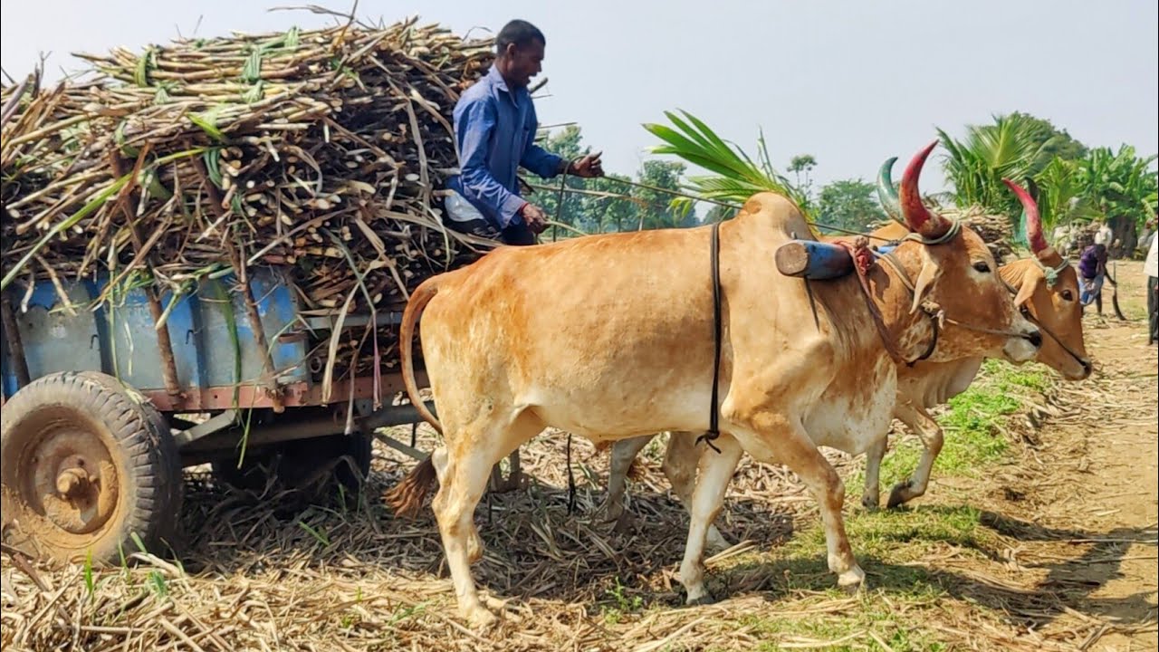 Bullock Cart Heavy mud riding in stuck // Buffalo videos // edlabandi videos