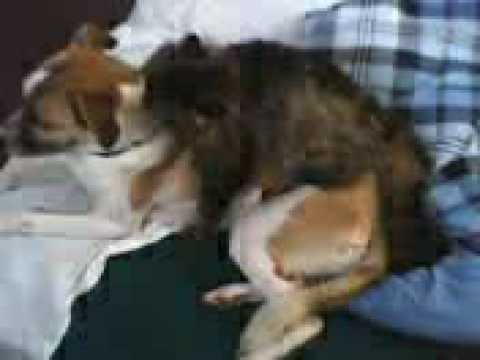 Hardcore Dog And Cat Porn - YouTube