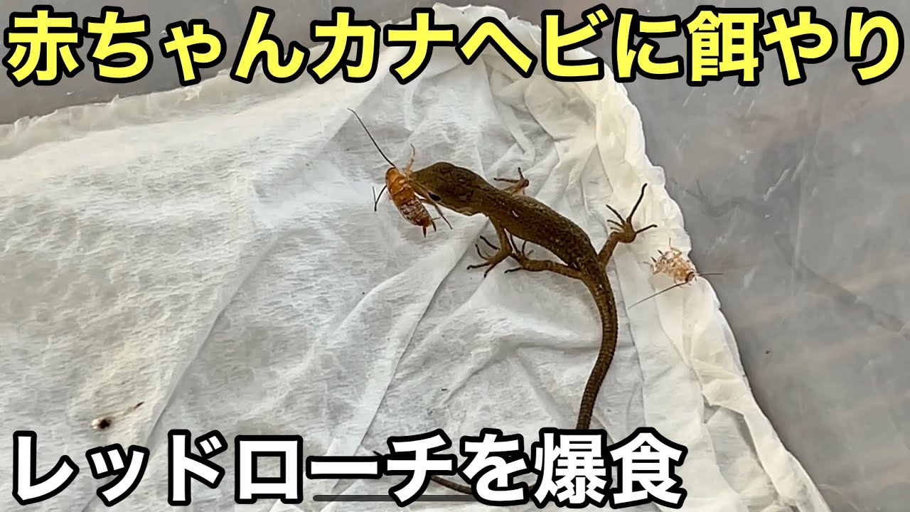 赤ちゃんカナヘビにレッドローチを与える【爬虫類】