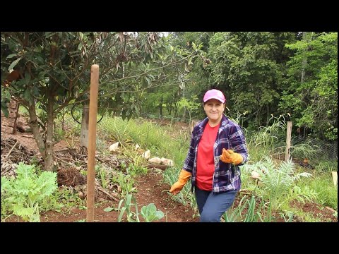 Vídeo: O Cultivo De Espargos De Feijão Nhemba, Variedades Frutíferas Desta Planta