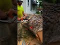 #treeremoval #dumptrailer #treelife https://www.texastreetrimmers.com