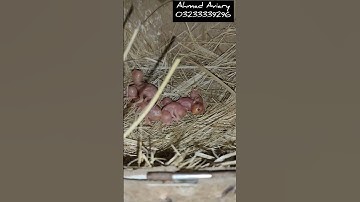 Fawn java 1st day chicks ||Ahmad Aviary