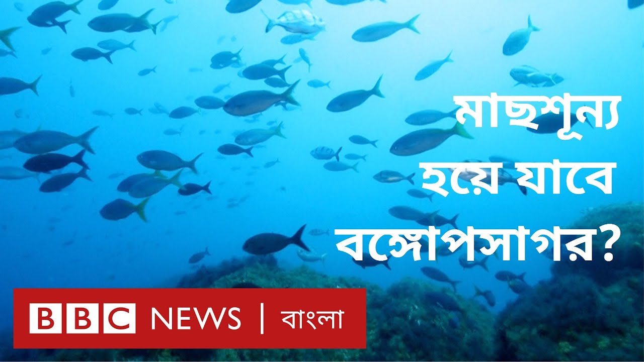 অবাধে চলছে মাছ শিকার, মাছশূন্য হতে পারে বঙ্গোপসাগর । BBC News Bangla