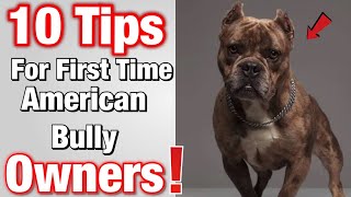 Tips for FIRST TIME American Bully Owners!