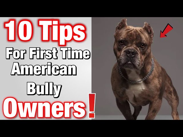 I'm a dog behaviour expert - here are THREE reasons American Bully