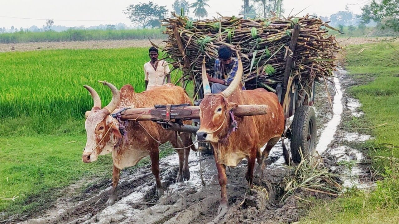 New Bullock Cart Heavy Load Mud Stuck in Riding \\ Eddulu Videos