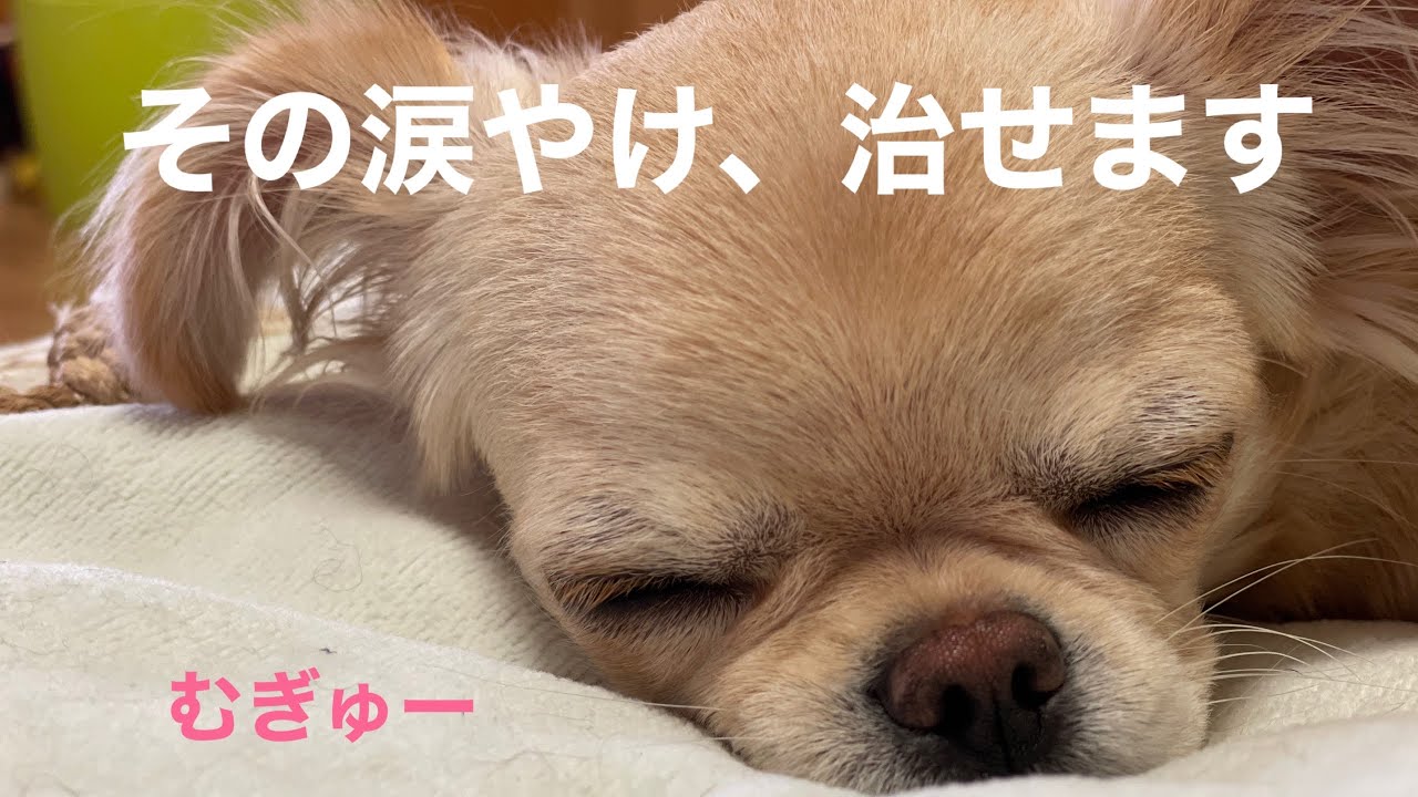 涙やけ治します あなたのお悩み 解決いたします Youtube 涙やけ治します あなたのお悩み 解決いたします Youtube