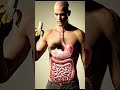 Ultra-Realistic 3D Medical Animation of the Human Digestive System – Educational Video