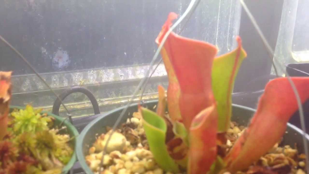 Carnivorous Plants Heliamphora Update Care and culture of Sun pitchers